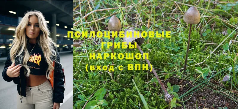 сайты даркнета официальный сайт  Томск  Галлюциногенные грибы MAGIC MUSHROOMS 